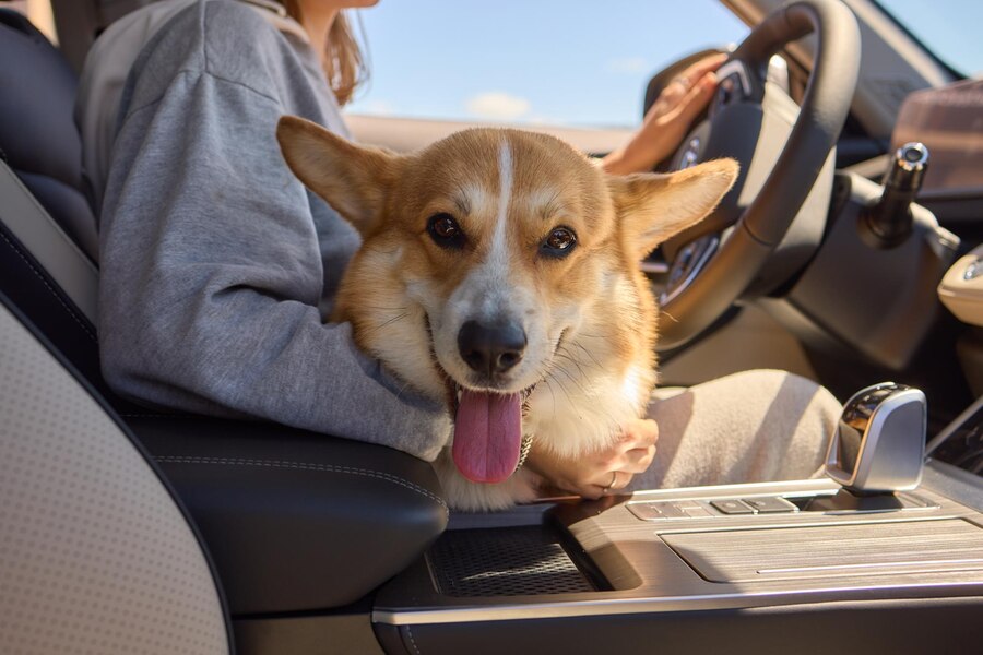 Why Does Your Dog Whine in the Car