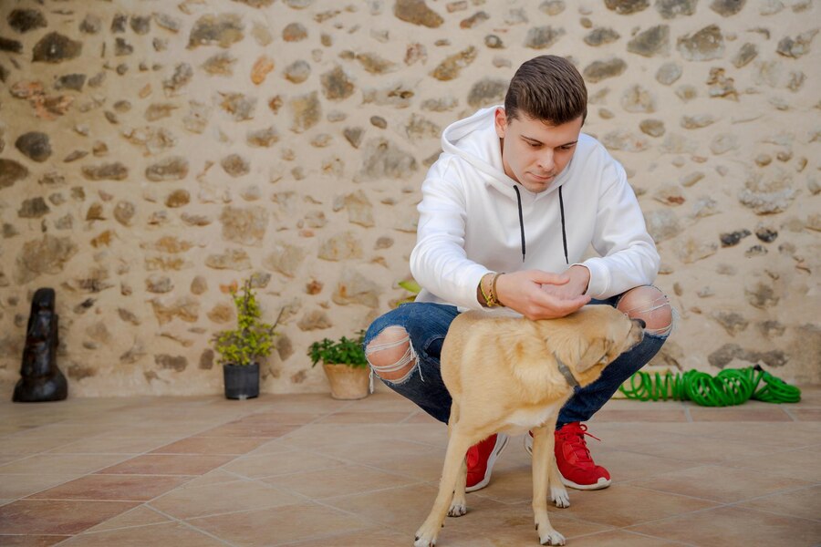 How Long before a Stray Dog is Legally Yours