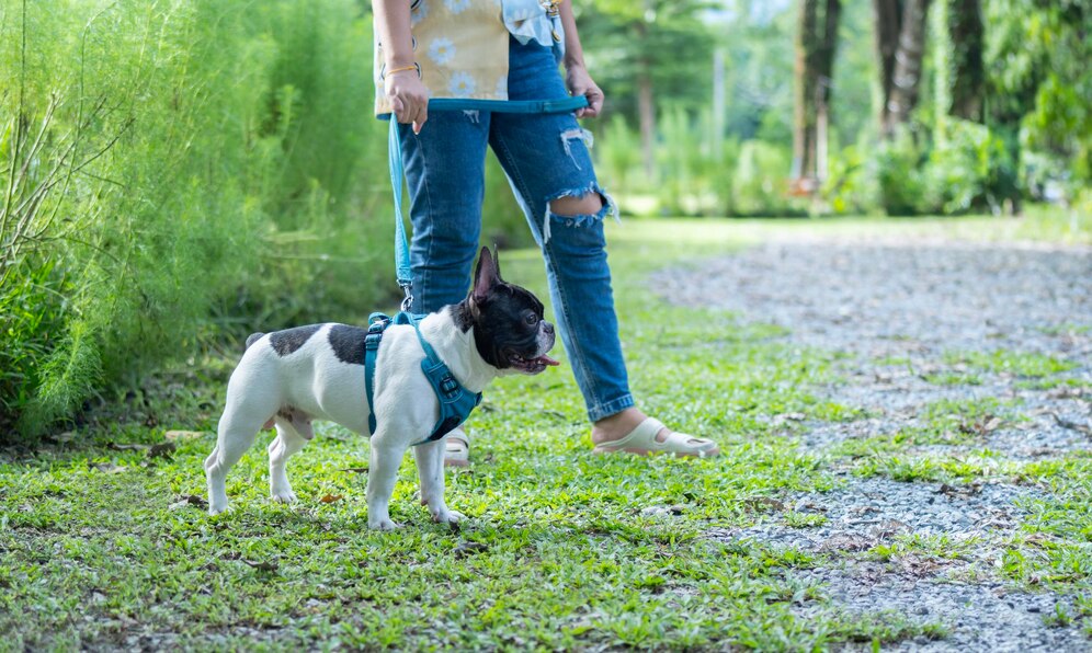 How to Get a Dog to Pee Outside