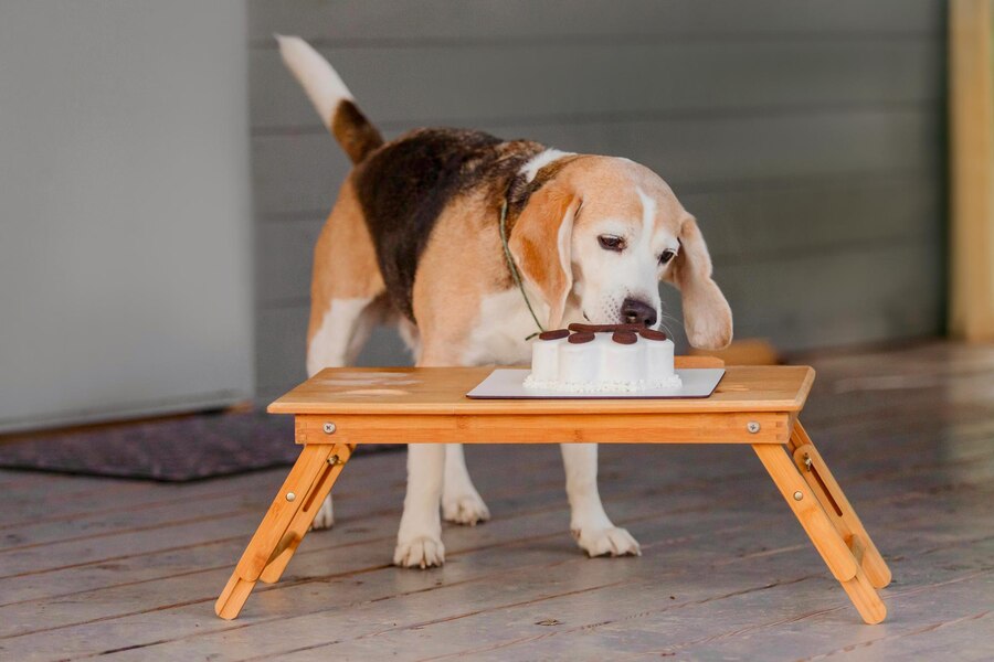 Can Dogs Eat Cake