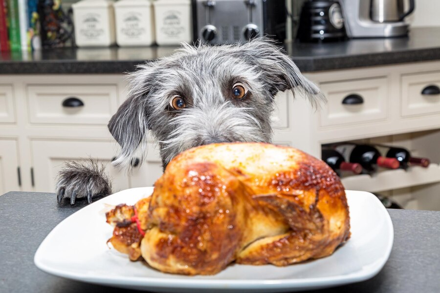 Can Dogs Eat Chicken Stock, Dog Food Review (2025)