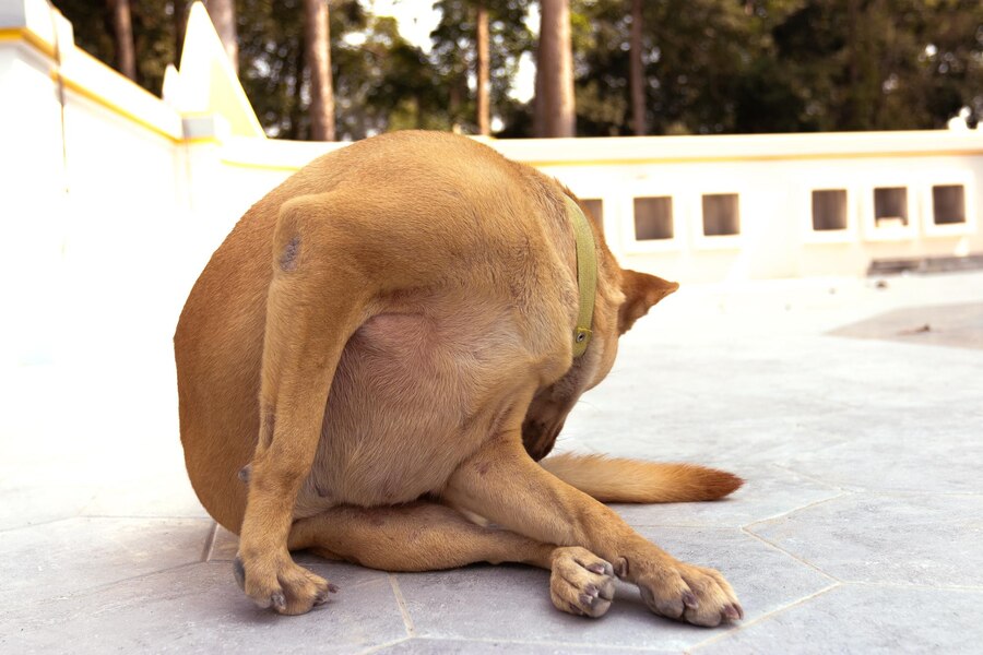 Why Do Dogs Like Their Butt Scratched