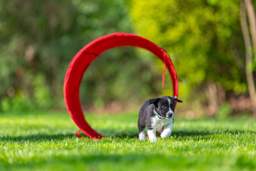 Why Does My Dogs Spin in Circles