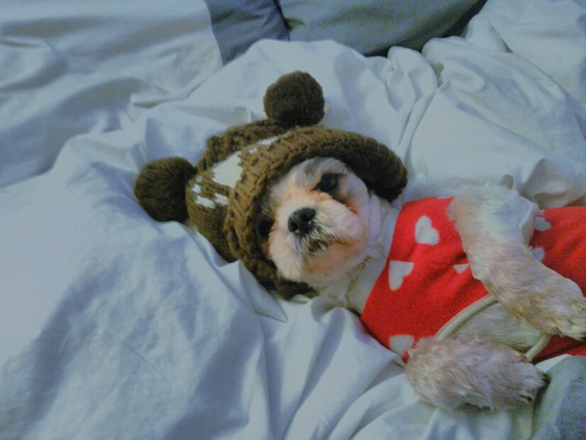 Does Your Dogs Whimper in His Sleep