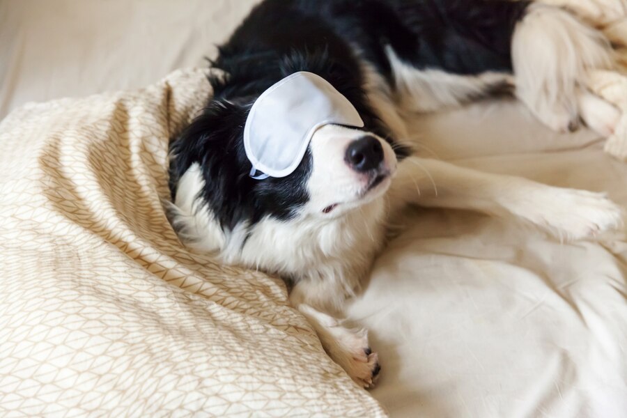 Why Do Dogs Cover Their Eyes
