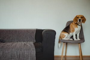 How to Stop Dogs from Peeing on Furniture