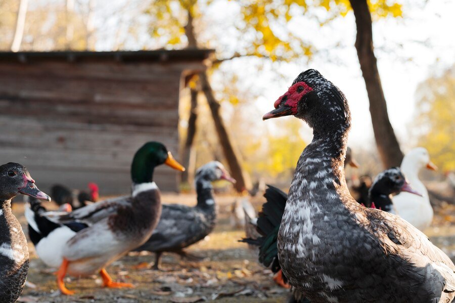 Can Ducks Eat Dog Food