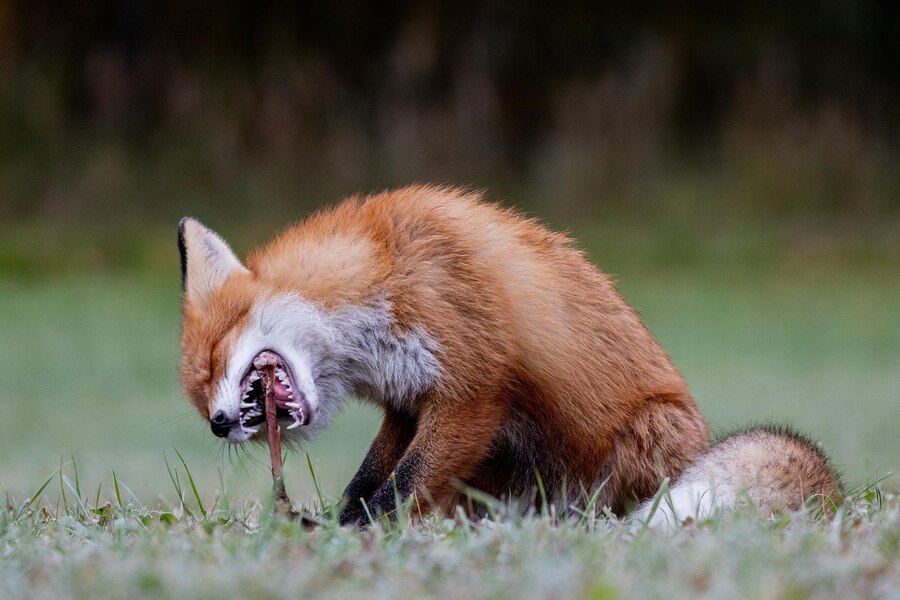 Do Foxes Attack and Eat Dogs