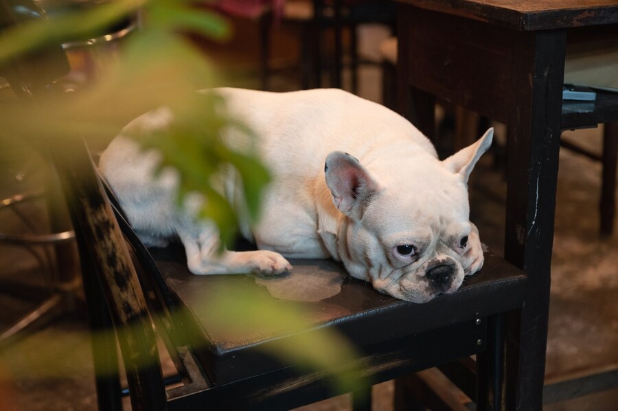 When Do French Bulldogs Calm Down