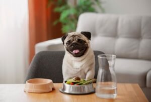 Can I Walk Your Dog 30 Minutes After Eating