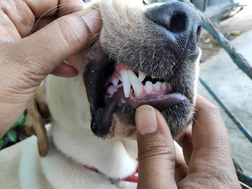 dogs have wisdom teeth
