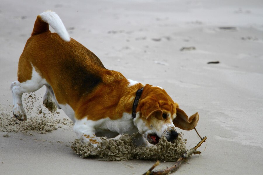 Why Can't Dogs Eat Fly Eggs