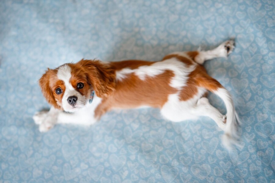 why won't my dog lay down
