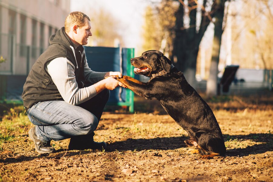 Are Pork Chomps Safe for Dogs