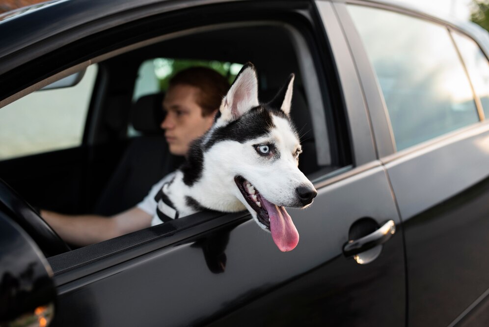 Can You Take a Dog in a Lyft, Essential Tips and Guidelines