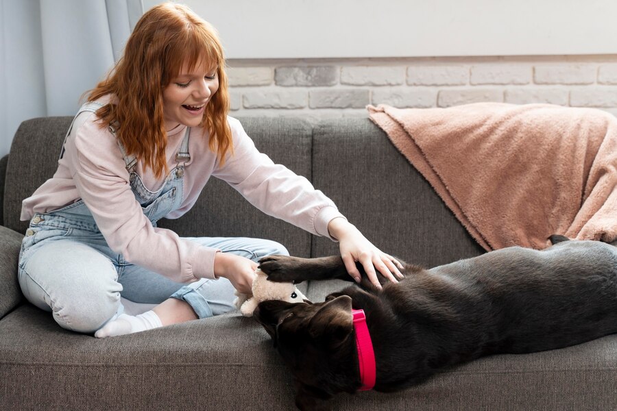 Why Does My Dog Rubs against the Couch