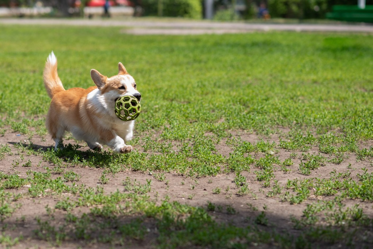 Why Do Dogs Like Fetch