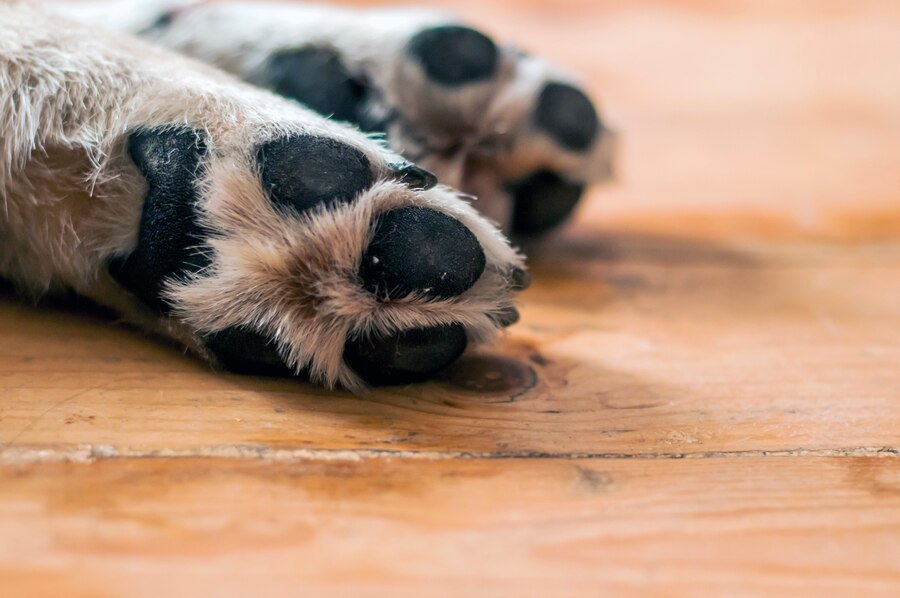 Why are My Dogs Paws So Rough
