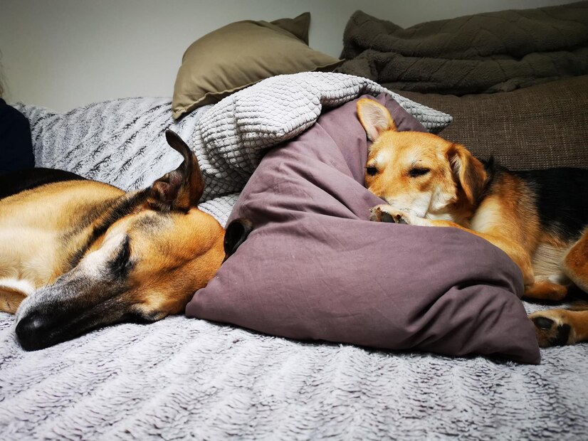 Why Do Dogs Whimper in Their Sleep
