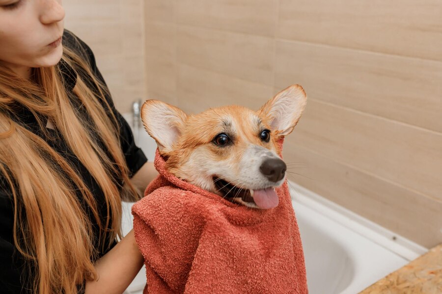 How to Dry Dog After A Bath