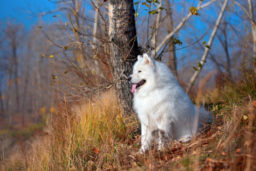 How to Train a Great Pyrenees