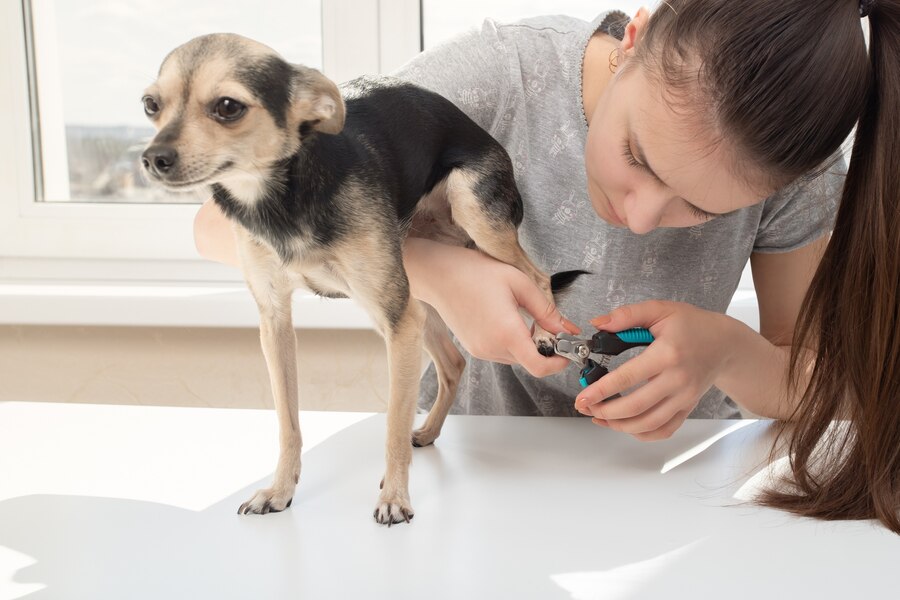 What to Do If You Cut Your Dog's Quick