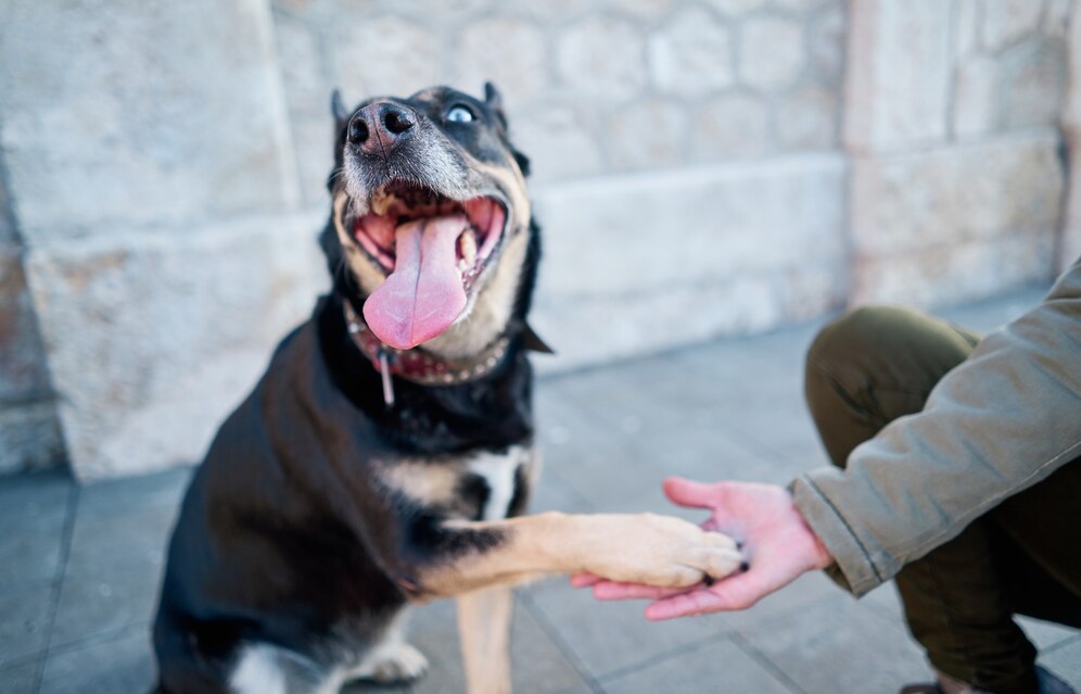 Why Do Dogs Chew Their Nails