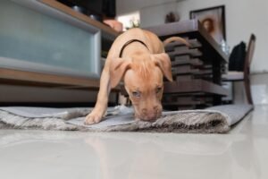 Why Do Dogs Dig at Carpet