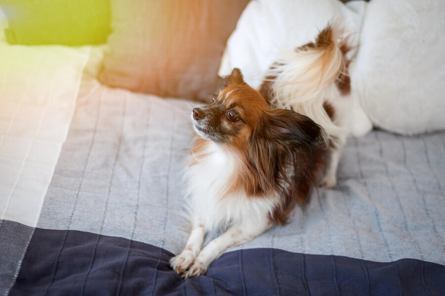 Why Does My Dog Poop on the Bed
