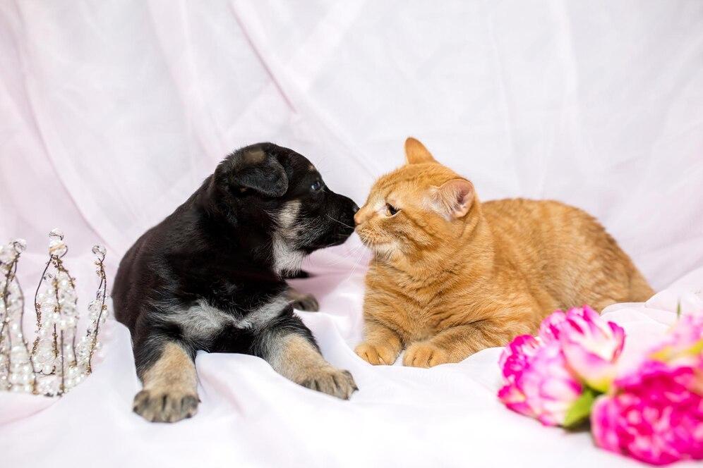 Are Cats Or Dogs Cleaner