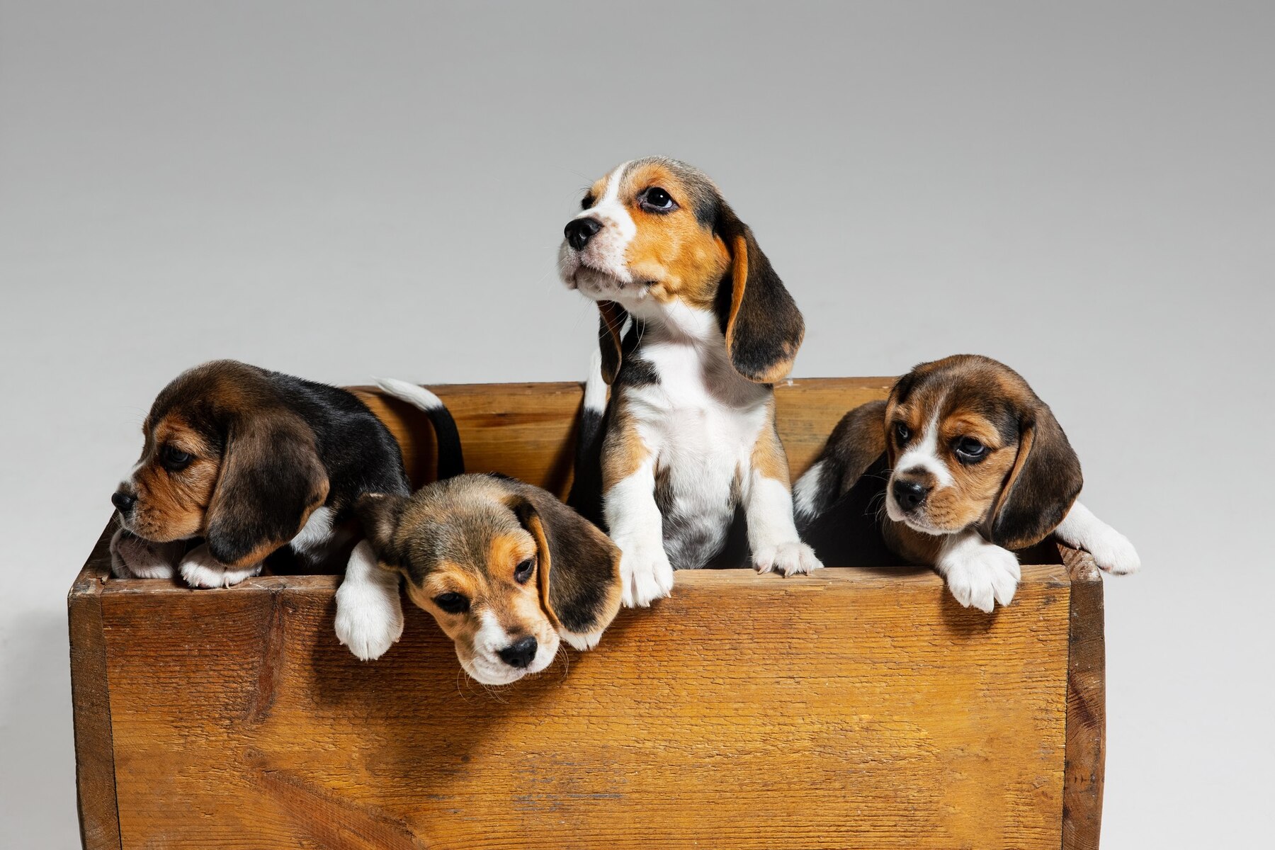 Do Beagle Dogs Shed a Lot