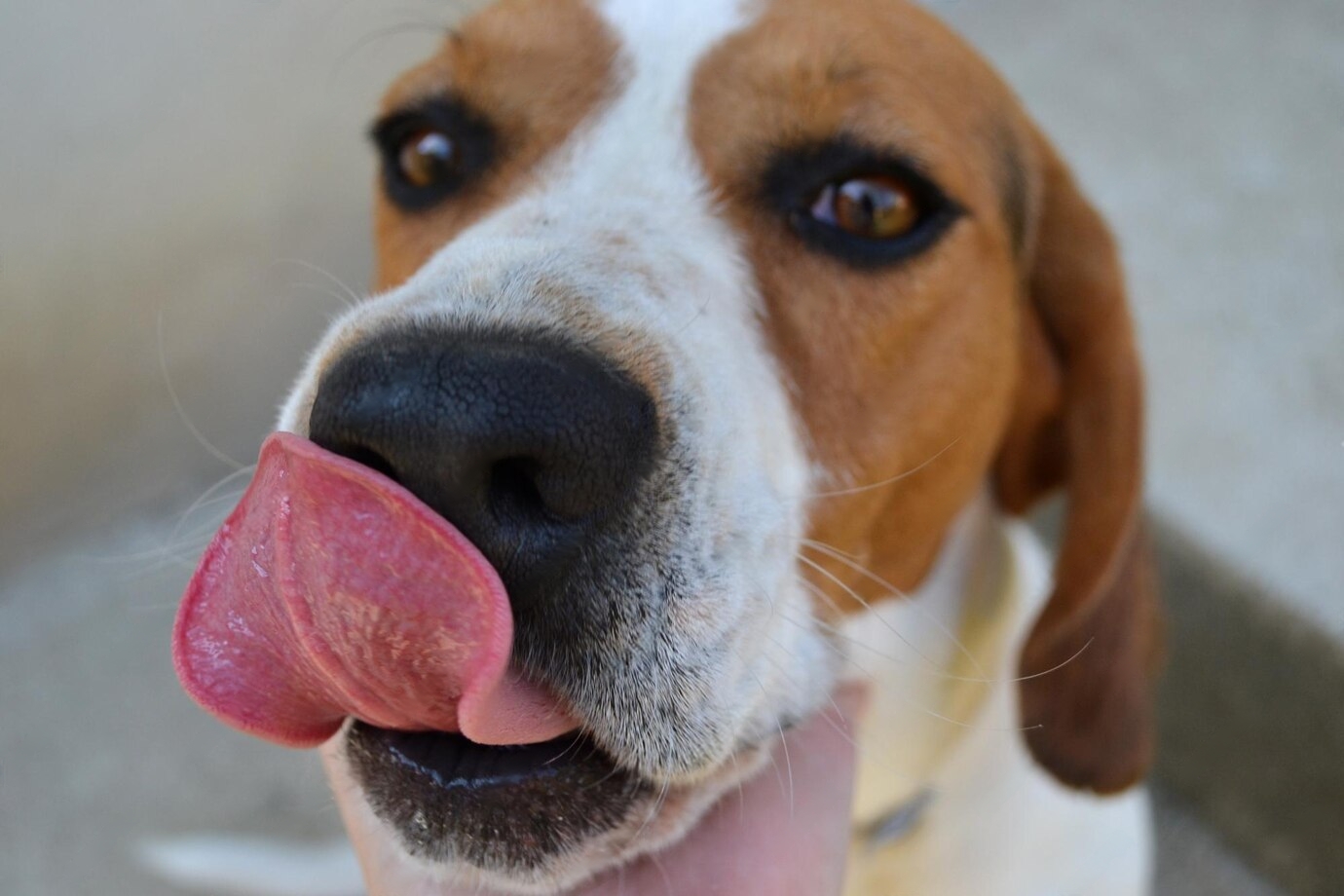 Do Dogs Have Lips