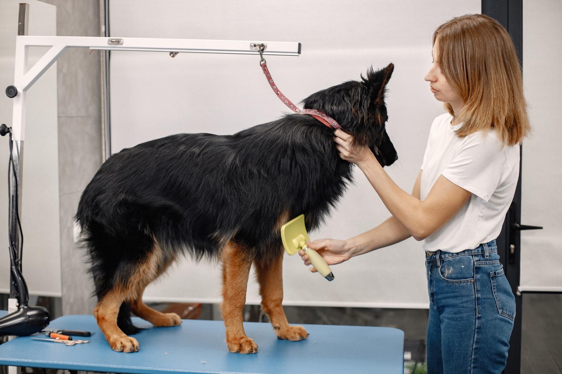 Do German Shepherd Dogs Shed