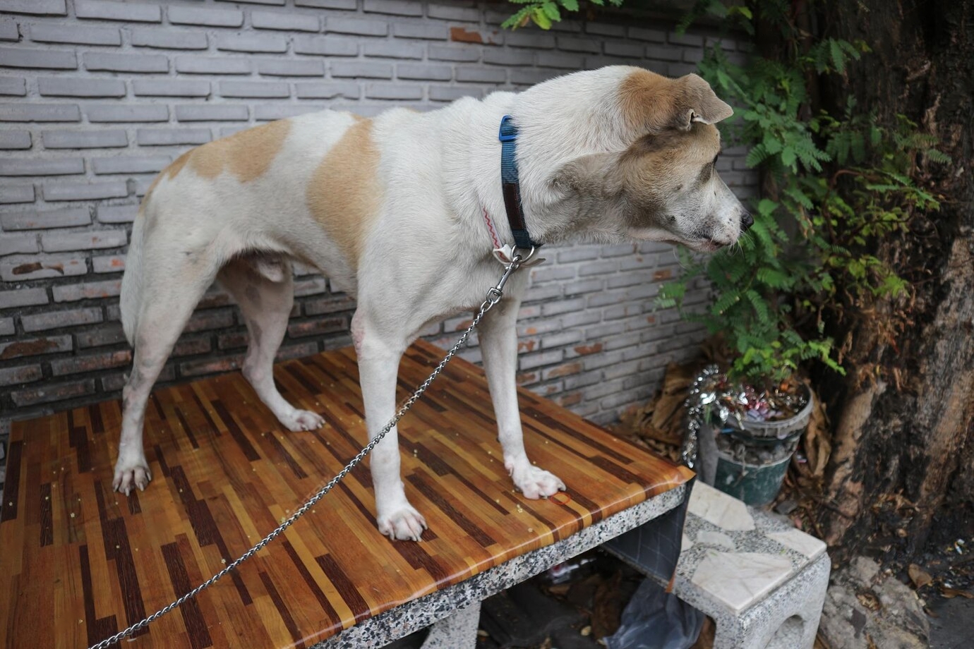 Do Shepherd Dogs Shed
