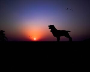 Why Does Your Dogs Howl at Night