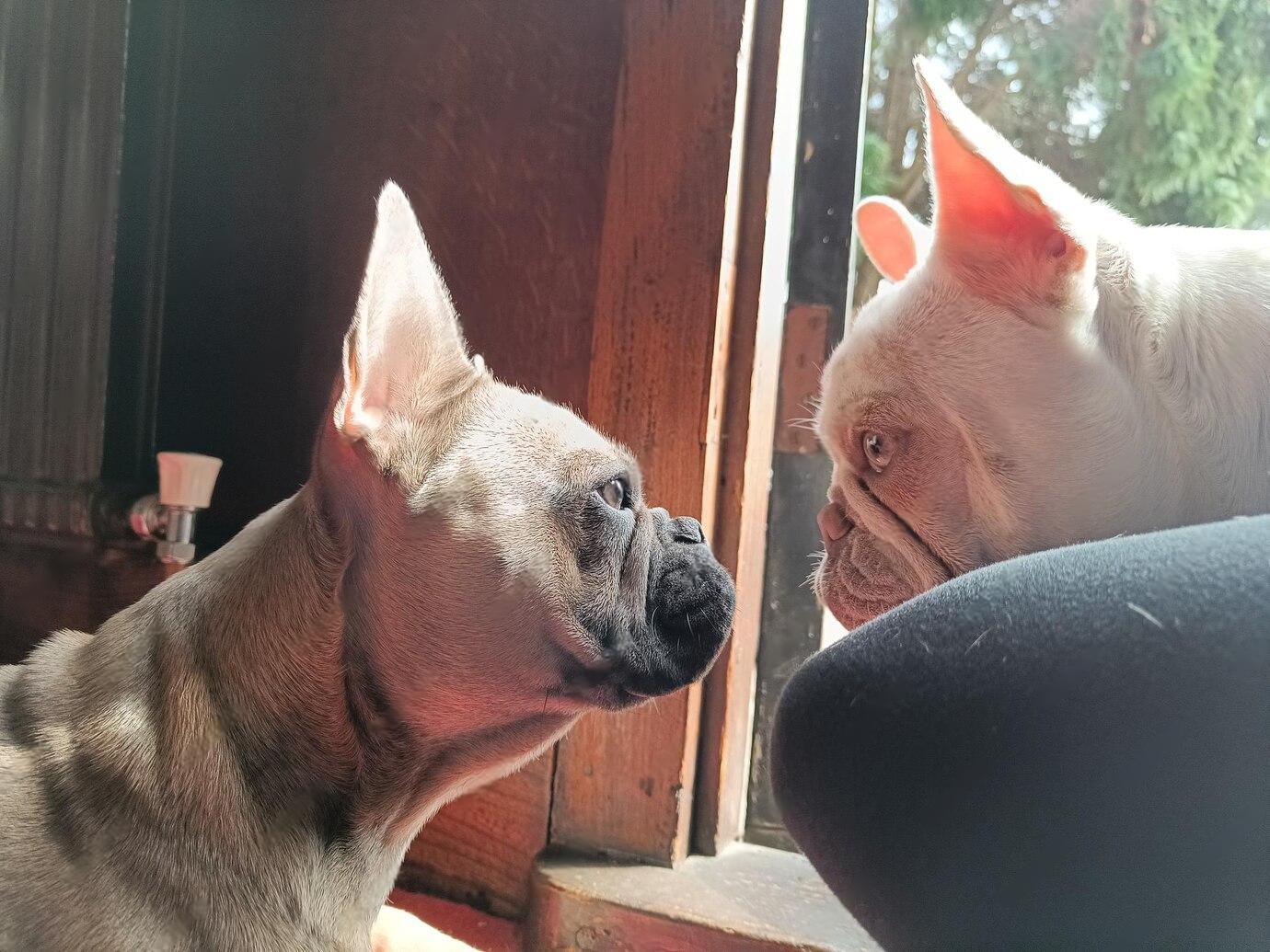 Are French Bulldogs Aggressive Dogs