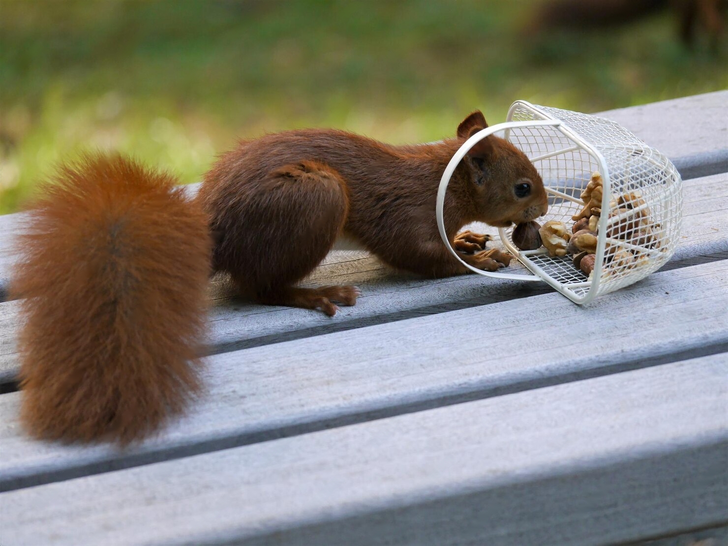 Can Squirrels Eat Dog Food