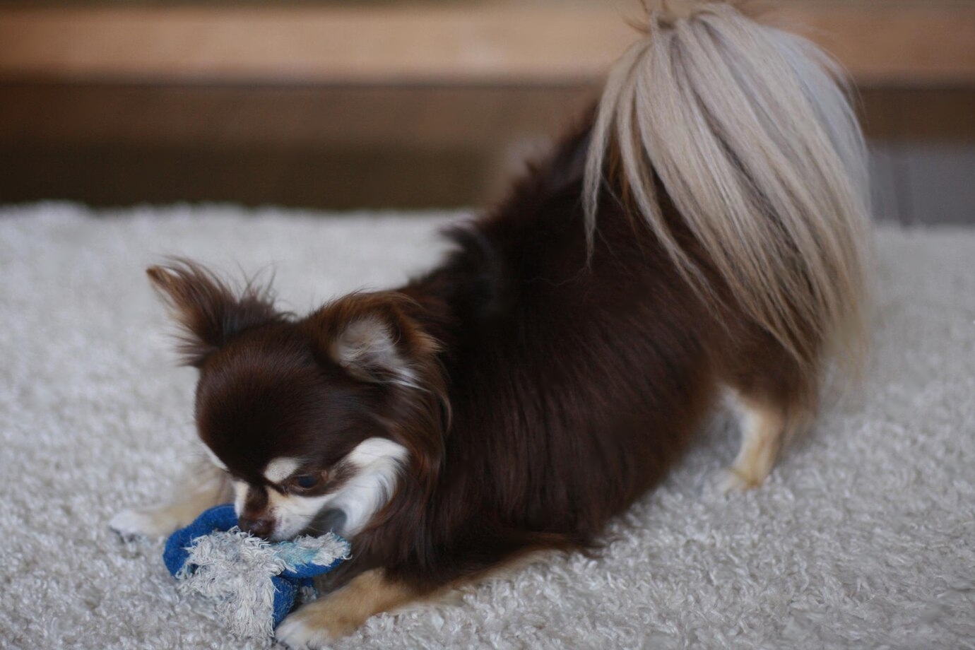 Your Dog Licking the Carpet