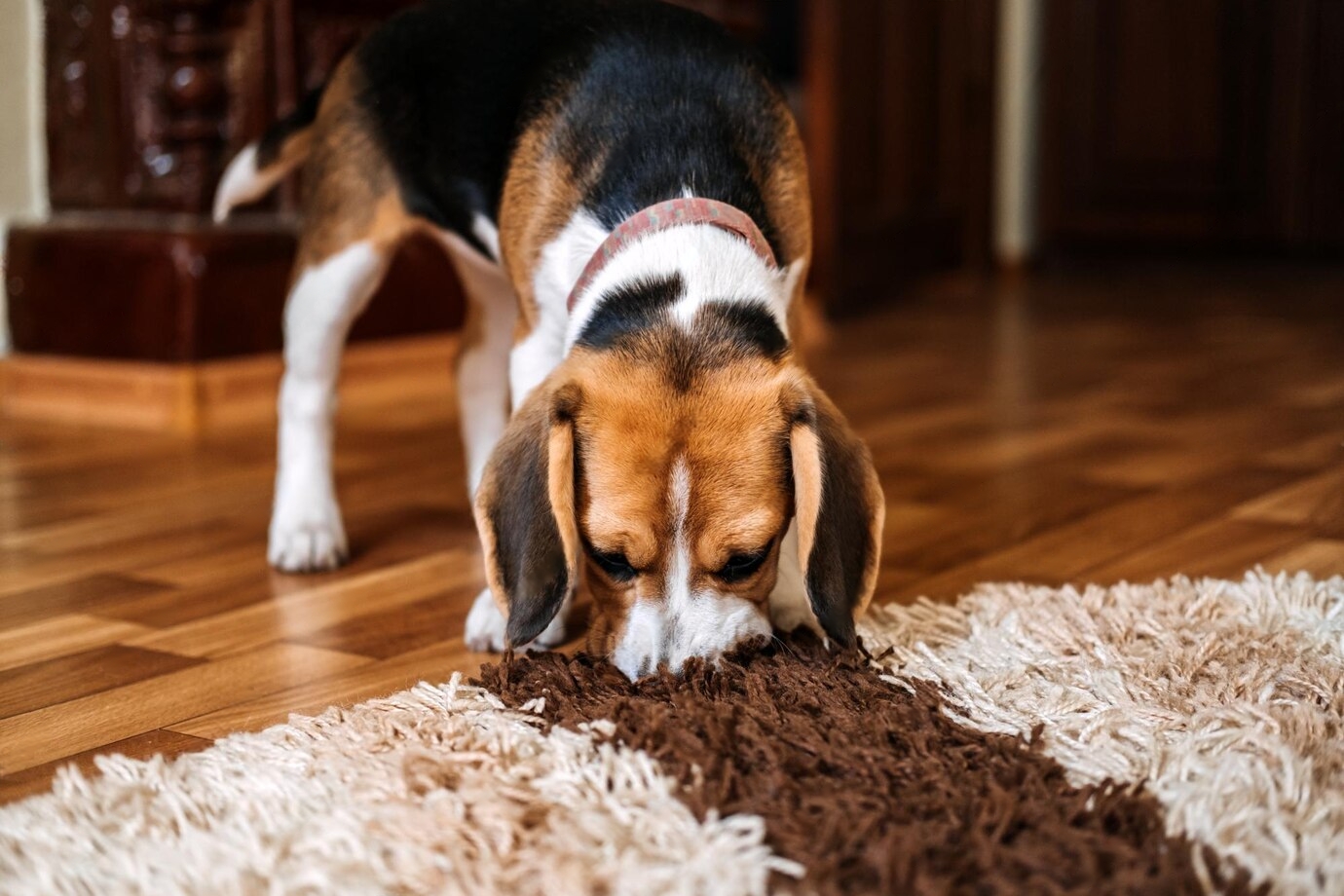 How to Stop Dog from Chewing Carpet