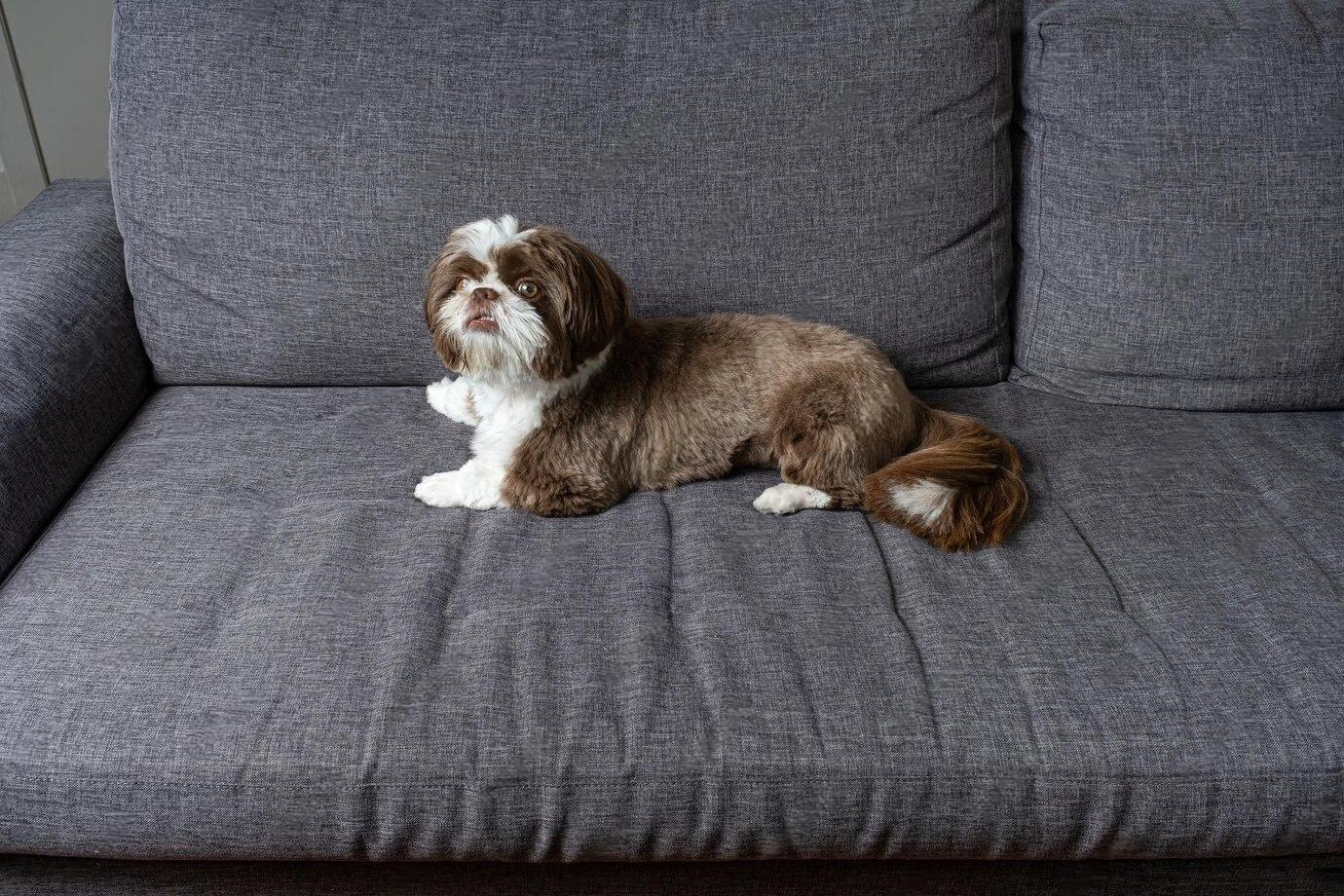 why did my dog pee on the couch