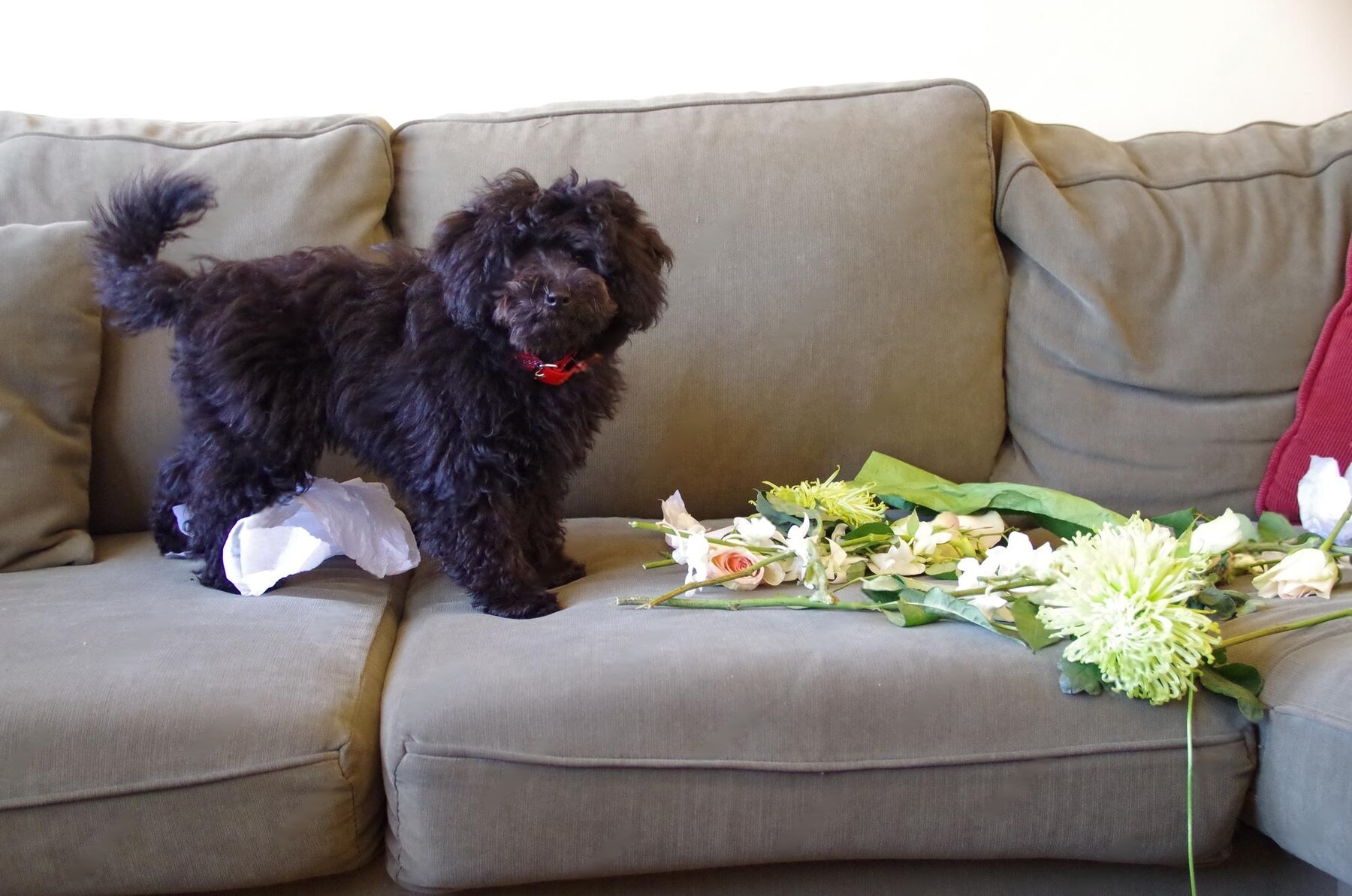 How to Get Dog Smell Out of Furniture