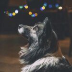 Dogs Howl at Night