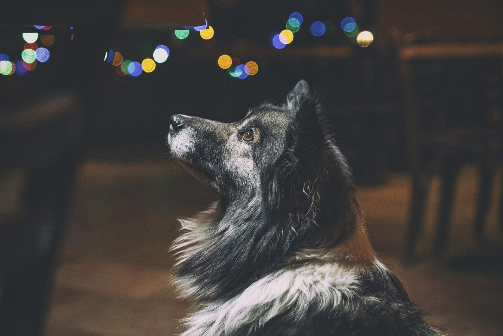 Dogs Howl at Night