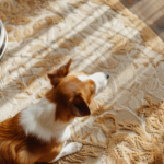 Dog Smell in Carpet