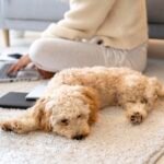 Dog Peeing on the Carpet