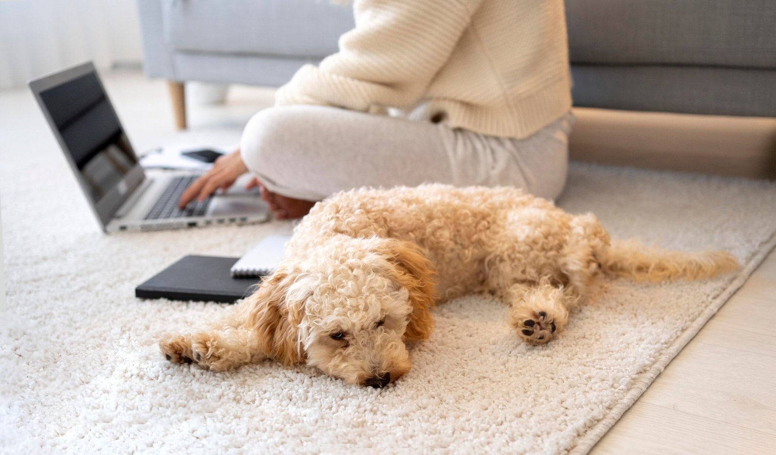 Dog Peeing on the Carpet
